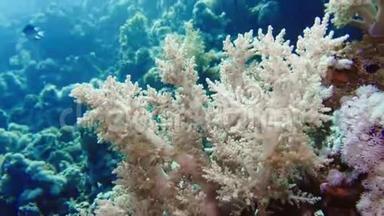 柔软的珊瑚西兰花和五颜六色的鱼。 西兰花珊瑚树木园和五颜六色的<strong>鱼图片</strong>